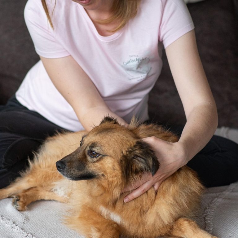 Sarah Dolfen von Tierisch Quietschfidel bei der osteopathischen Behandlung eines Hundes